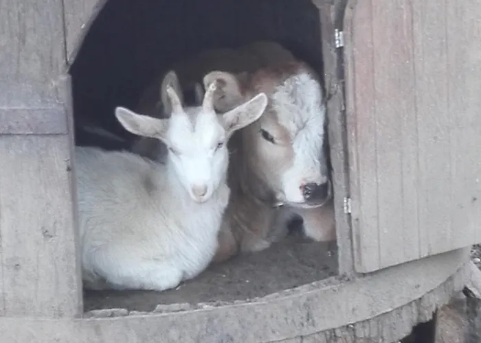 Barcola * Grandola ed Uniti