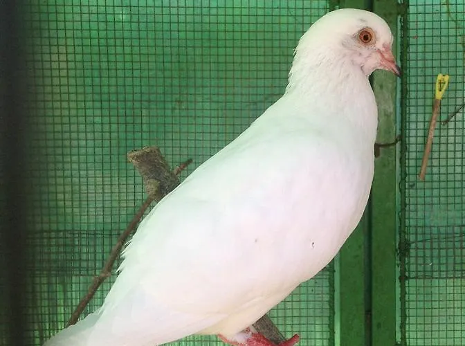 Séjour à la ferme Barcola *