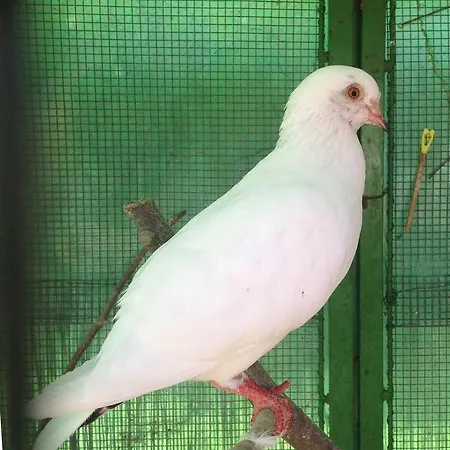 Vakantieboerderij Barcola *
