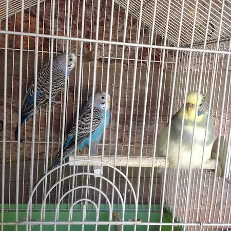 Barcola Farm stay *