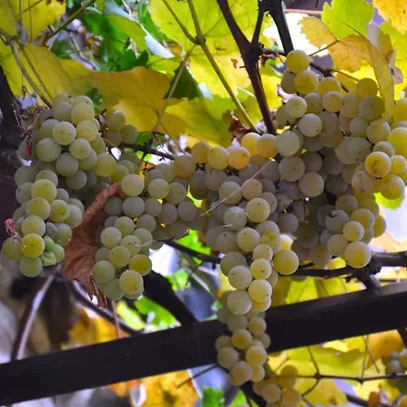 Фермерский дом Barcola Грандола-ед-Унити