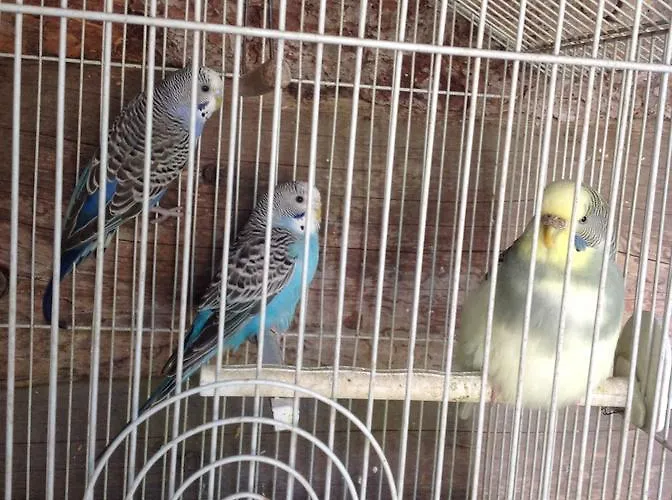 Barcola Фермерский дом *